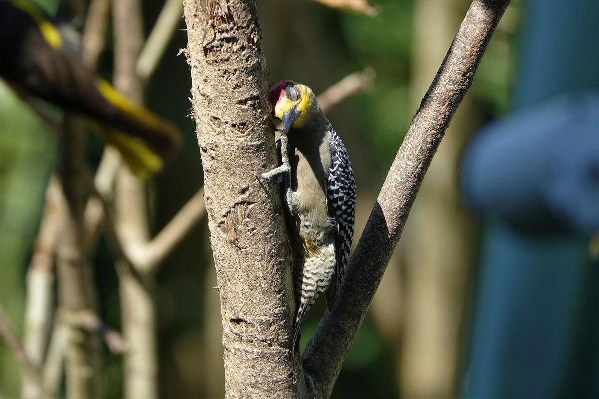 Golden-cheeked Woodpecker - Vincent Baker