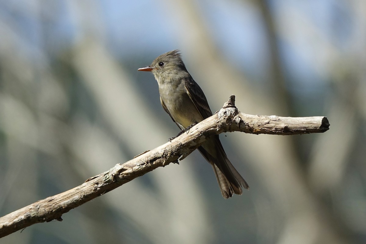 Greater Pewee - ML147635581