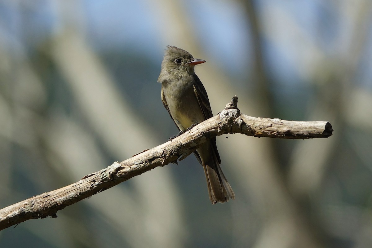 Greater Pewee - ML147635601