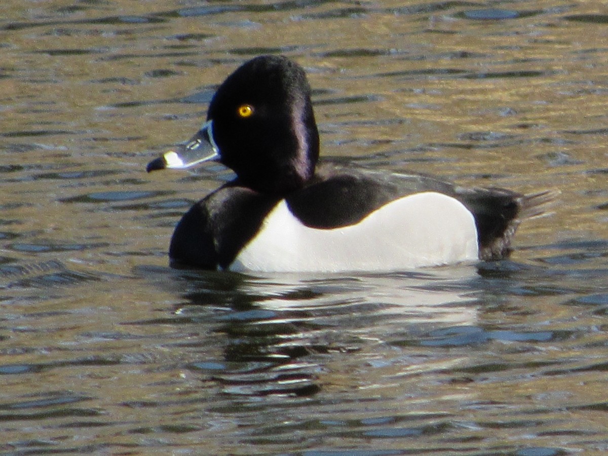 Ring-necked Duck - ML147637211
