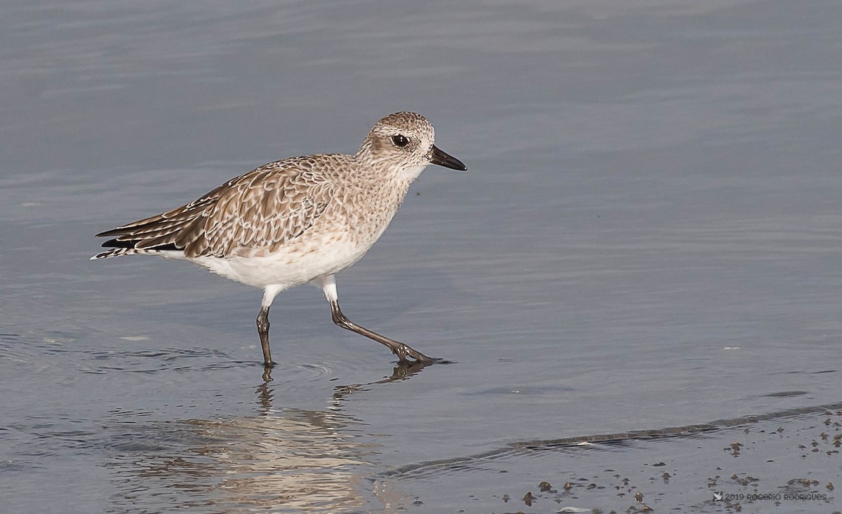 Black-bellied Plover - Rogério Rodrigues