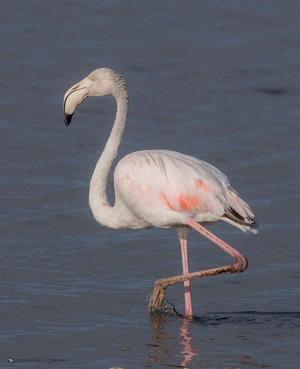 Greater Flamingo - ML147642881