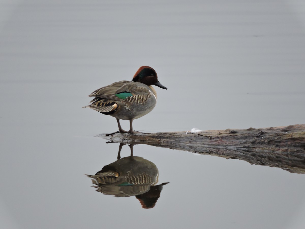 Green-winged Teal - Christian Lebold