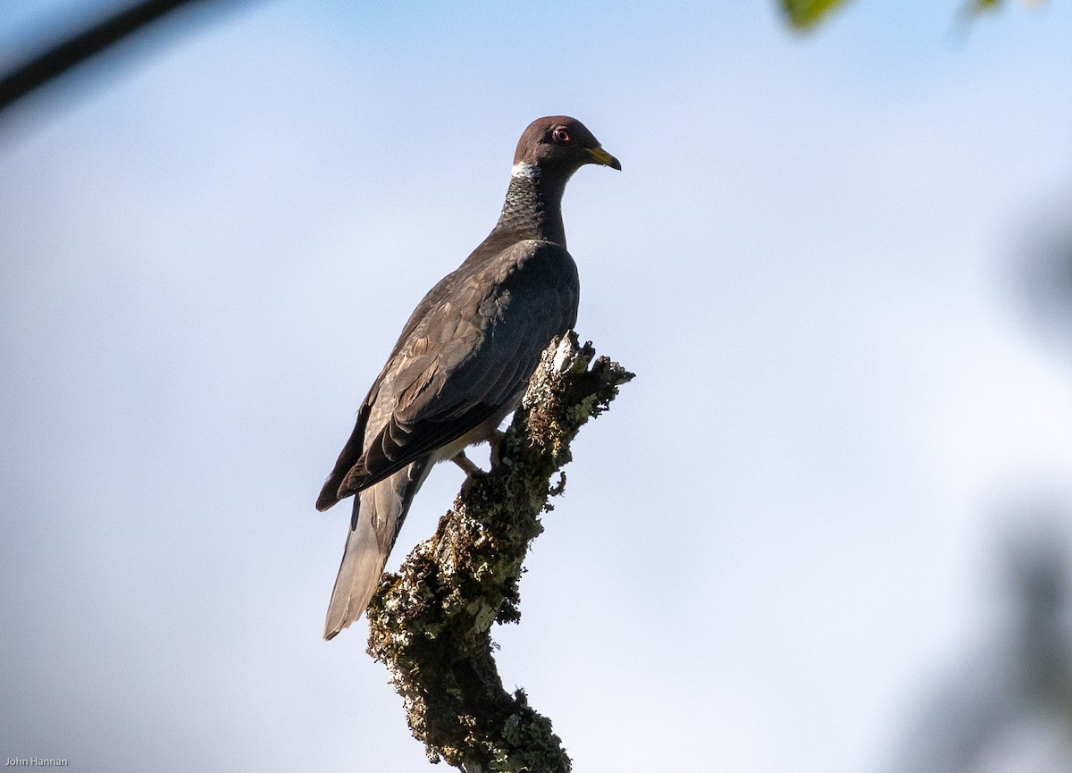 Band-tailed Pigeon - John Hannan