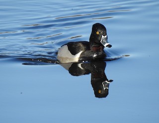 Ring-necked Duck, ML147652111