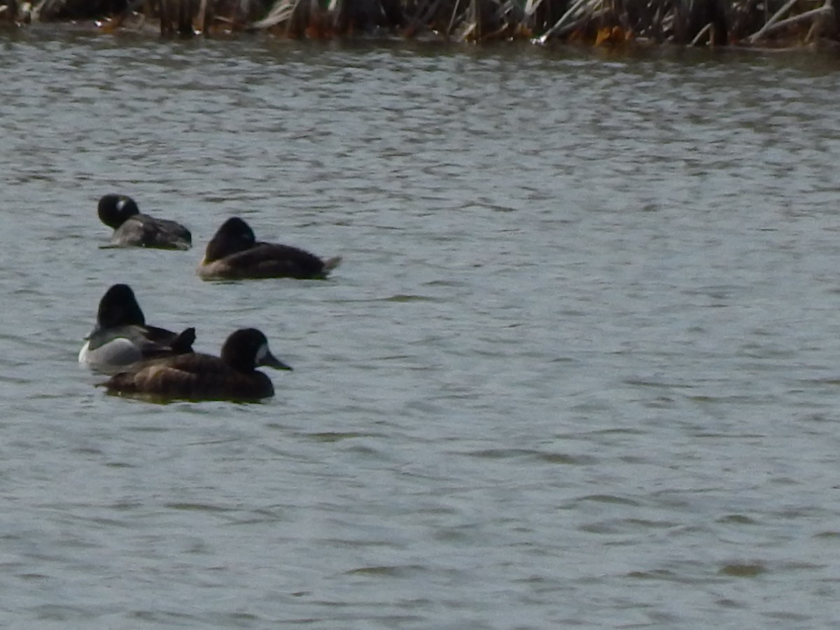 Greater Scaup - ML147656471