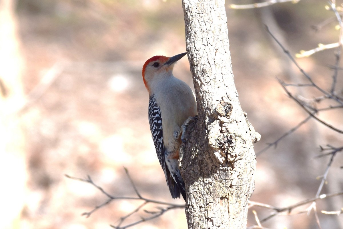Red-bellied Woodpecker - ML147658601