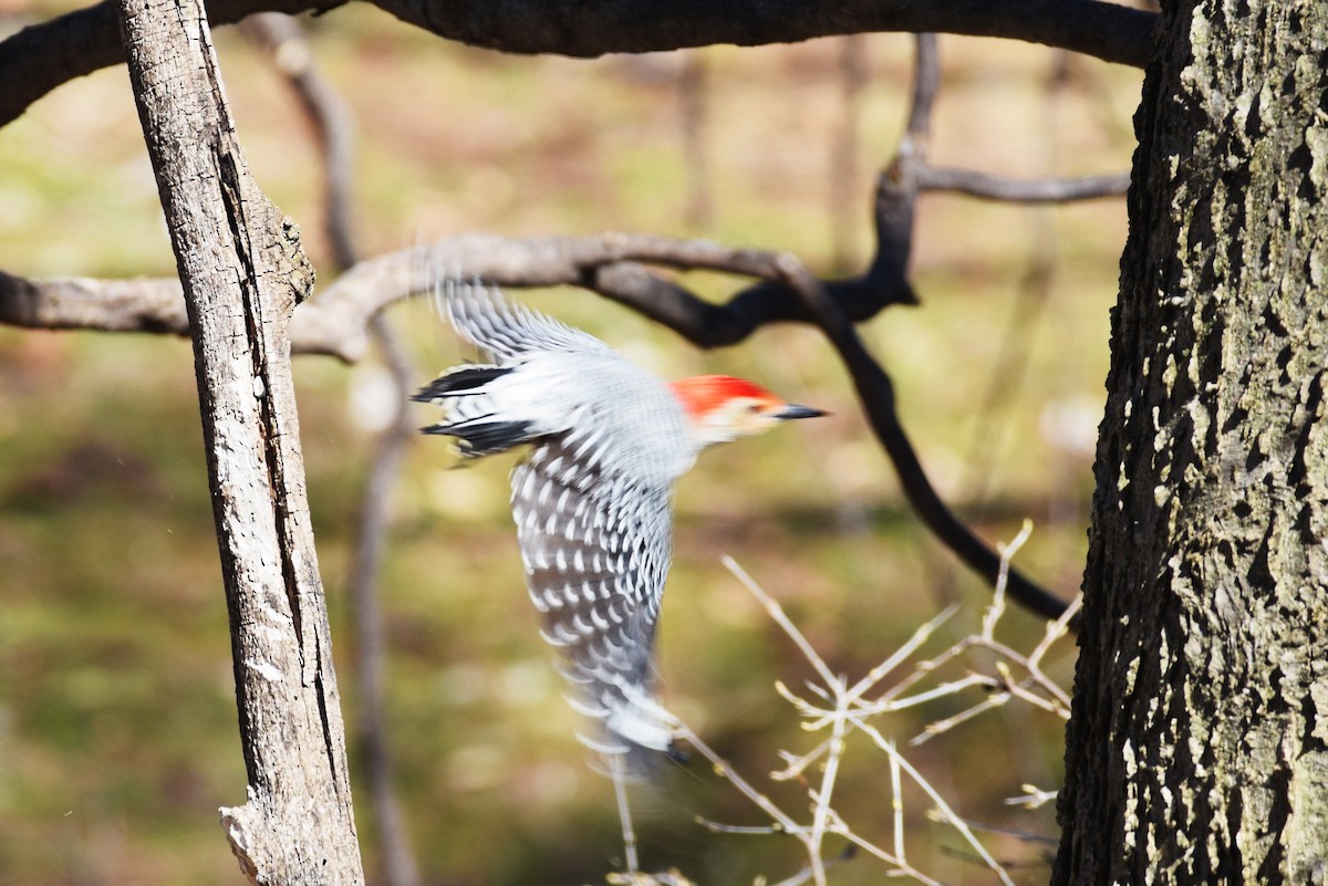 Red-bellied Woodpecker - ML147658641