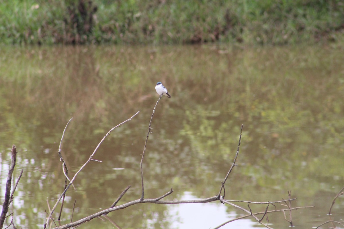 White-winged Swallow - RUBEN DELZO PONCE