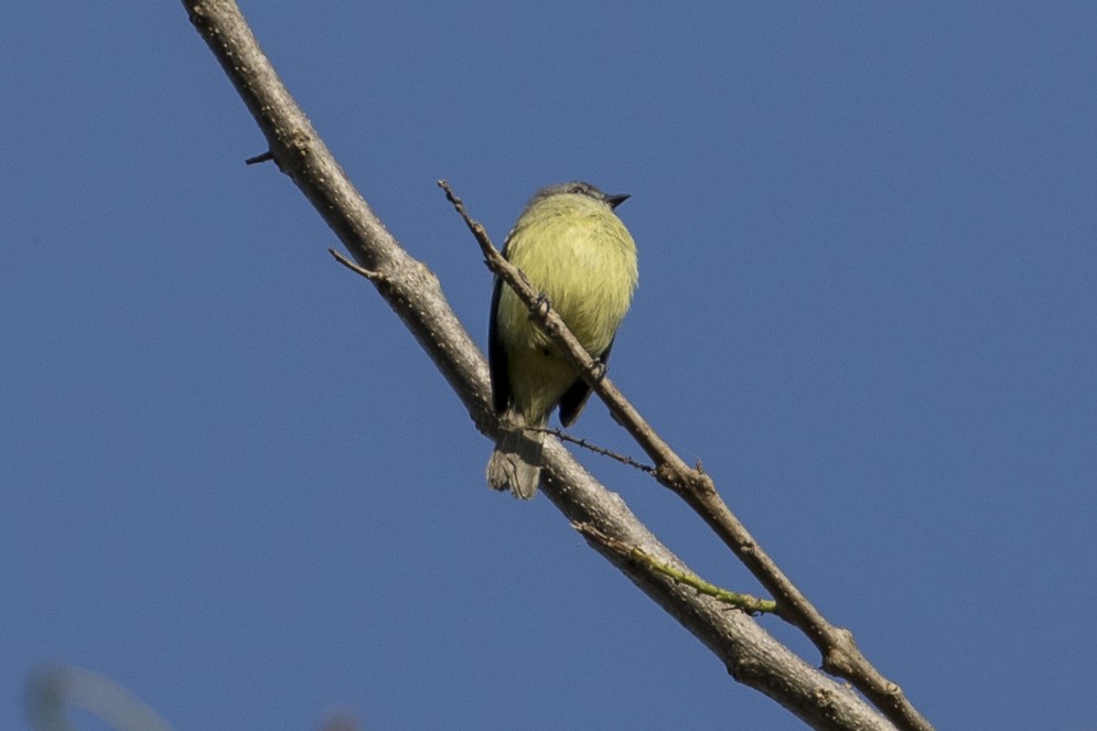 Yellow-crowned Tyrannulet - ML147661981