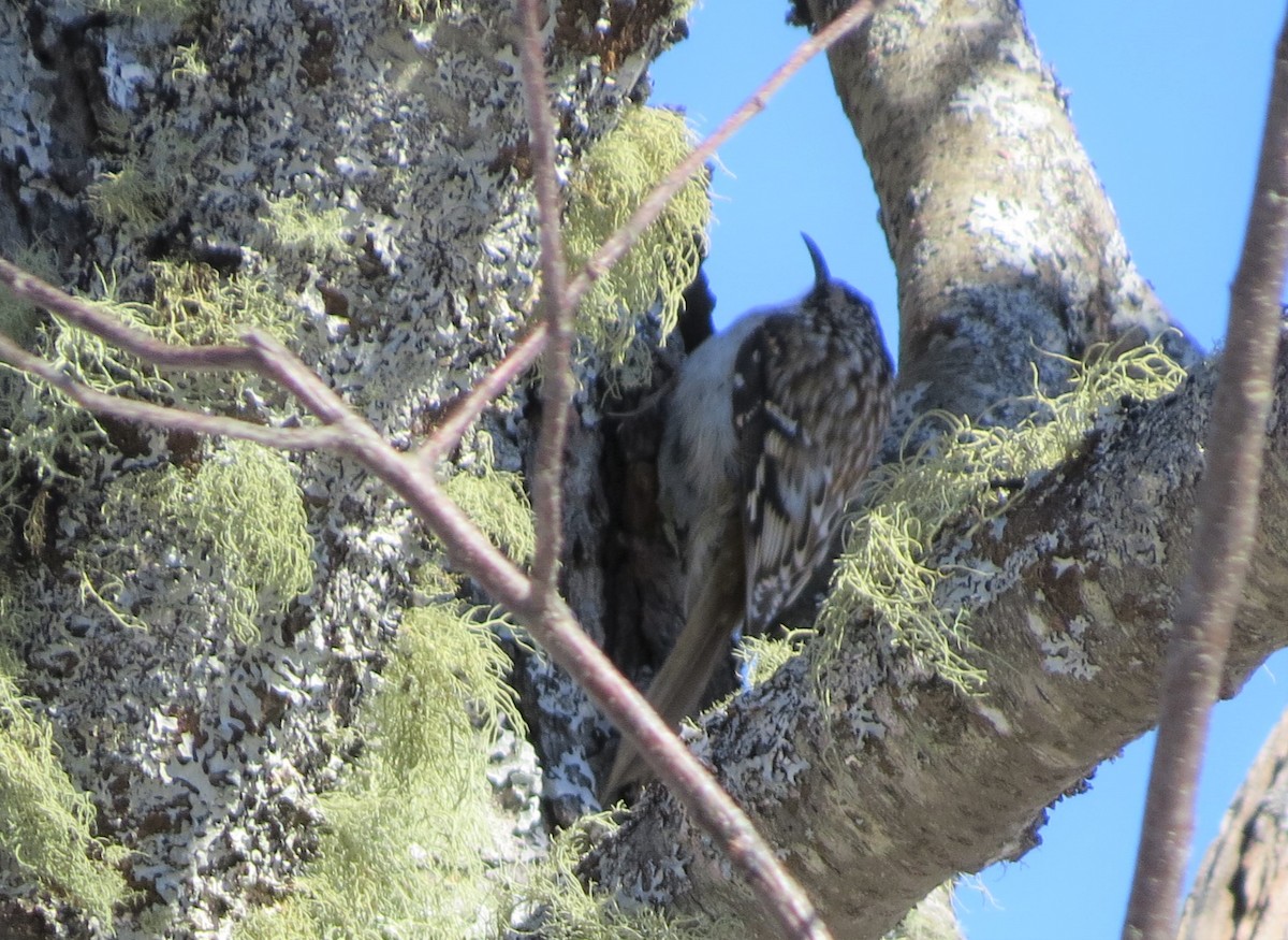 Brown Creeper - Jerry Smith