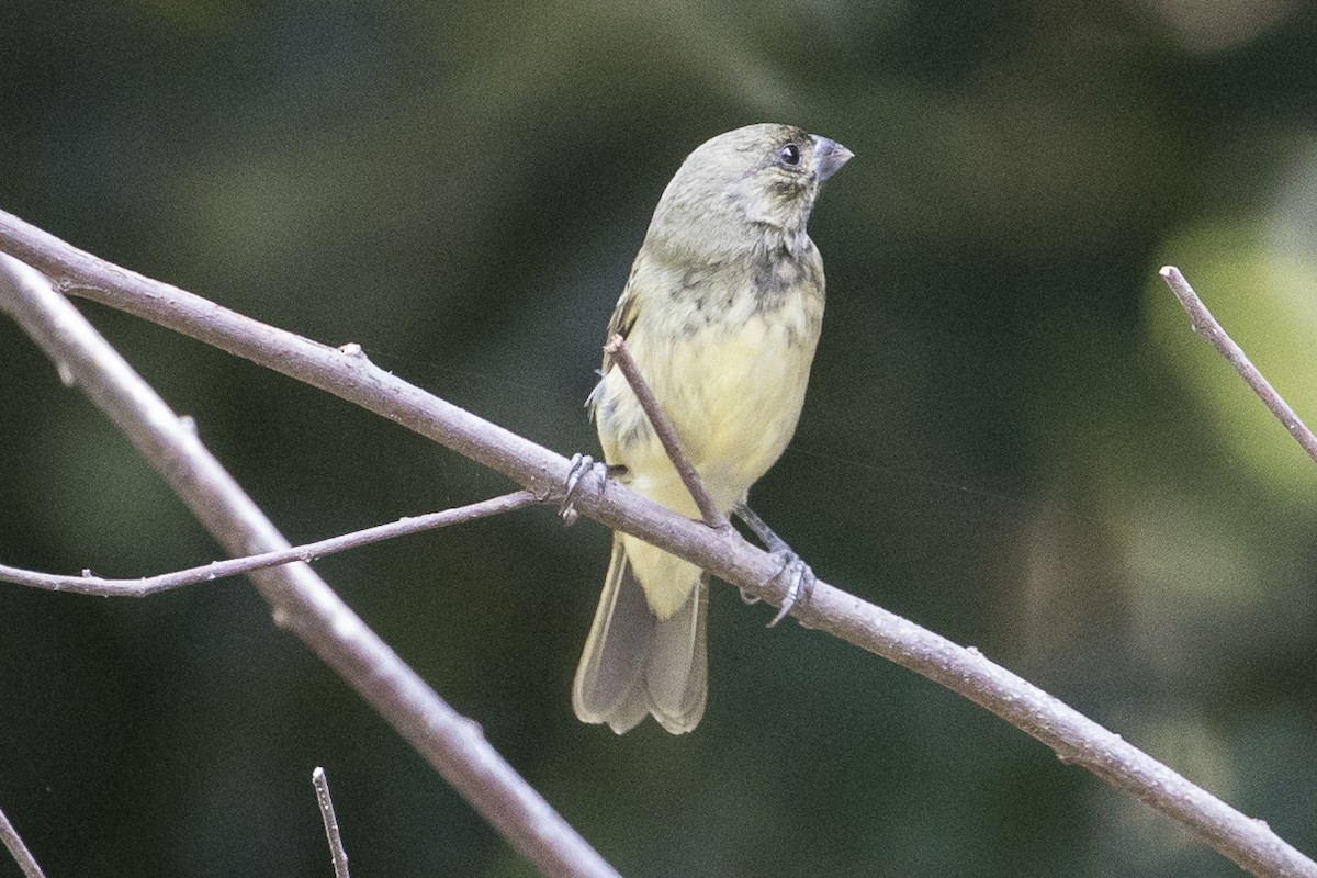 Yellow-bellied Seedeater - ML147665271