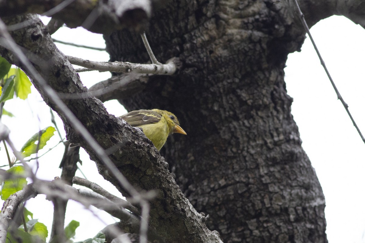 Western Tanager - ML147667151