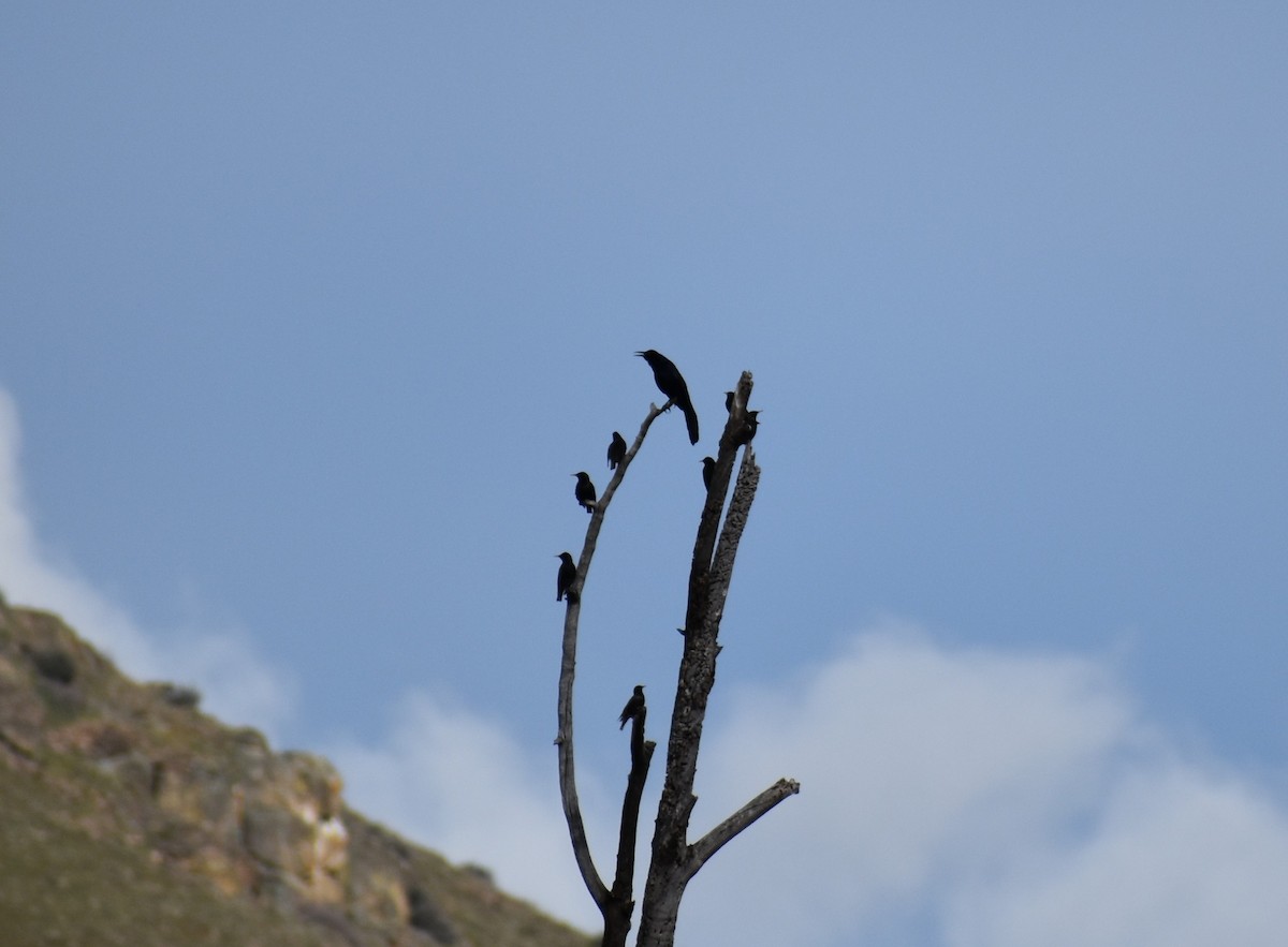 eBird Checklist - 27 Mar 2019 - Montague-Grenada Rd Bridge - 10 species