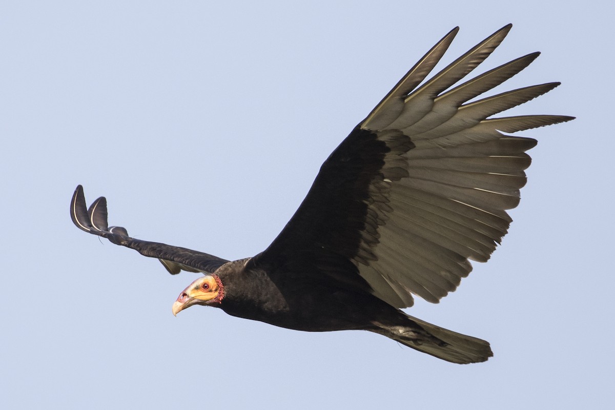 Lesser Yellow-headed Vulture - Robert Lockett