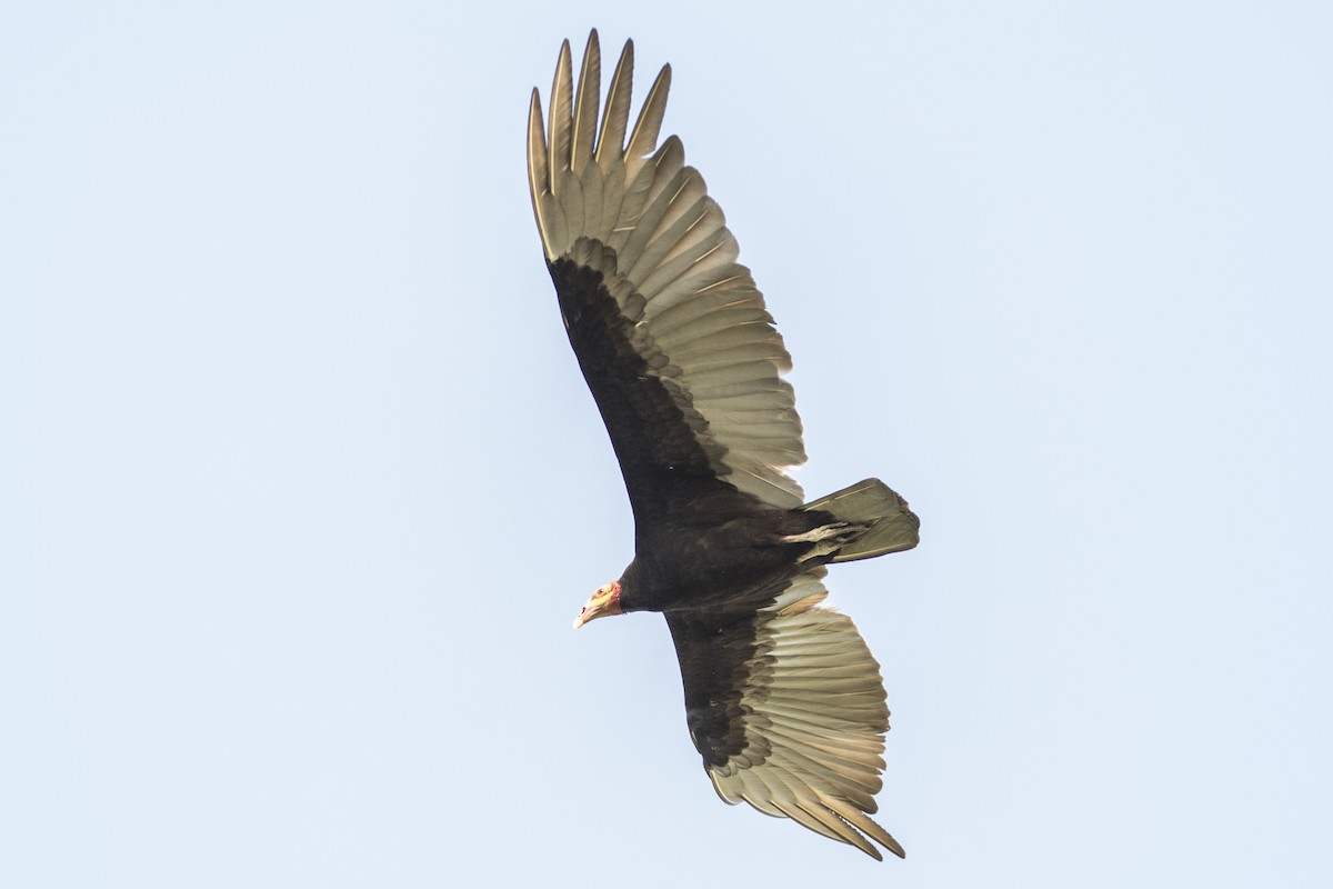Lesser Yellow-headed Vulture - ML147669761