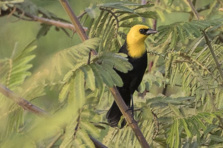 Yellow-hooded Blackbird - Robert Lockett