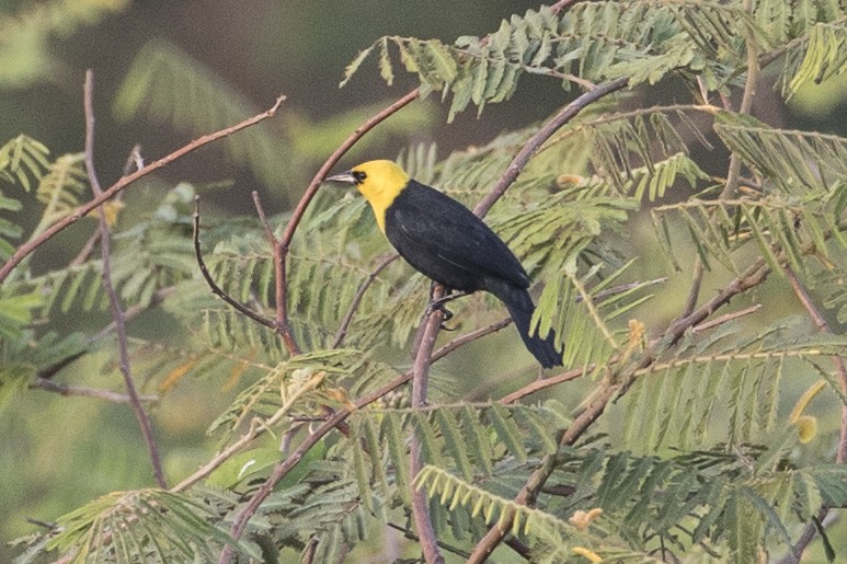 Yellow-hooded Blackbird - ML147670931