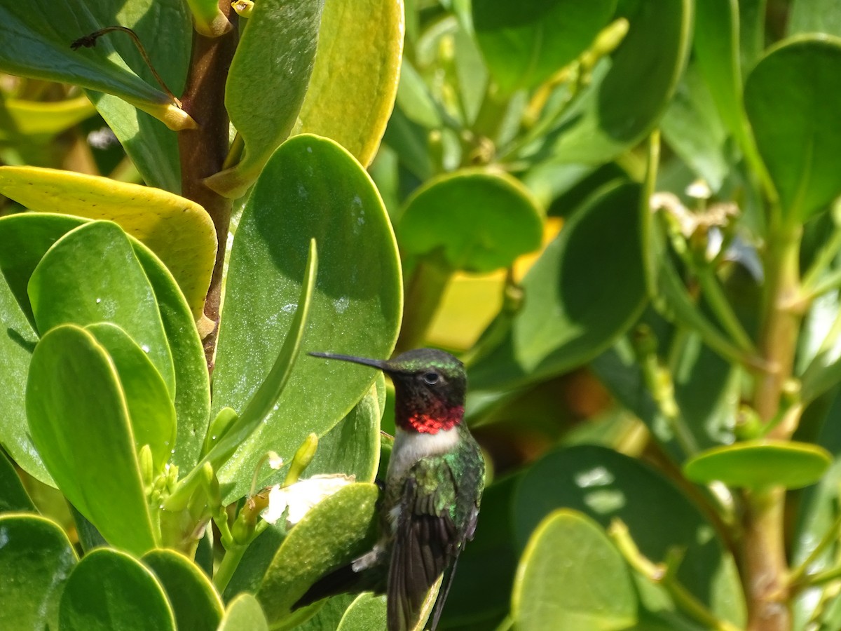 Ruby-throated Hummingbird - Maura Powers