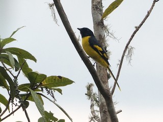 erkek (Philippine Yellow) - Forest Botial-Jarvis - ML147677061