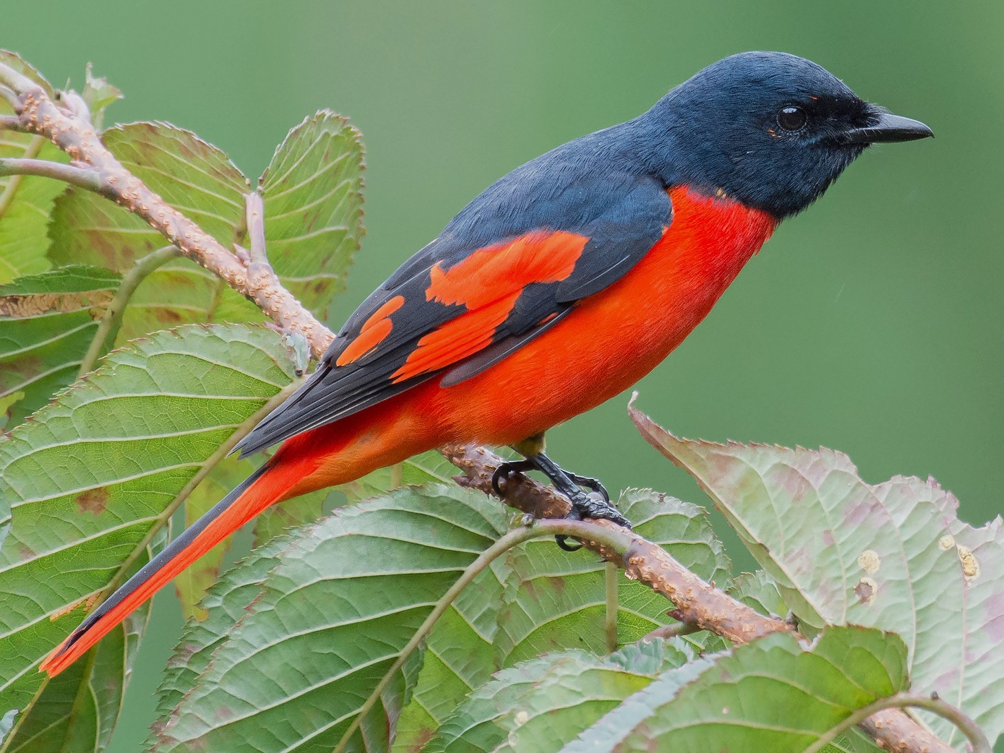 Scarlet Minivet - Natthaphat Chotjuckdikul