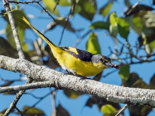 雌鳥 (Philippine Yellow) - Forest Botial-Jarvis - ML147677111