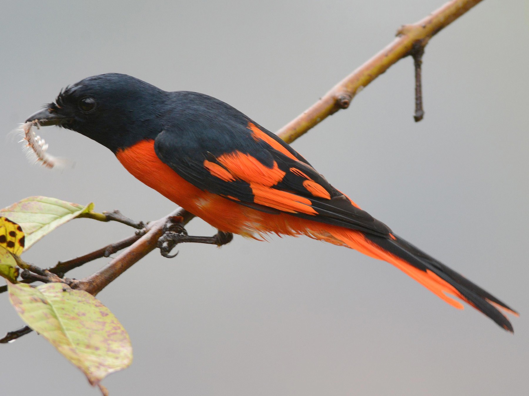 Scarlet Minivet - eBird India