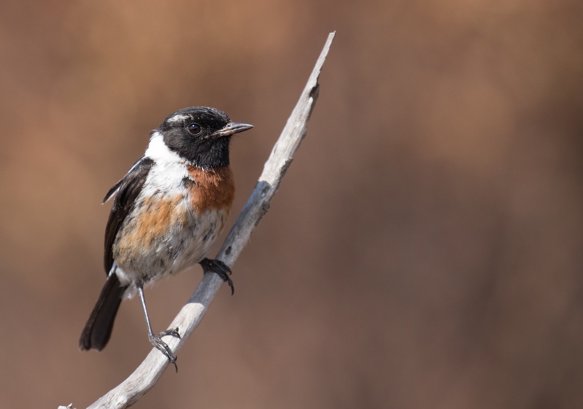 African Stonechat - ML147678581