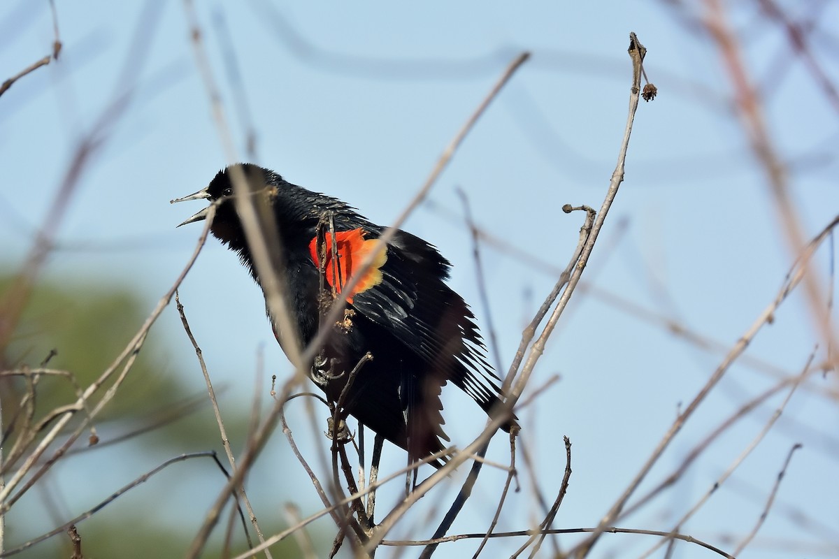 Red-winged Blackbird - Donald Casavecchia