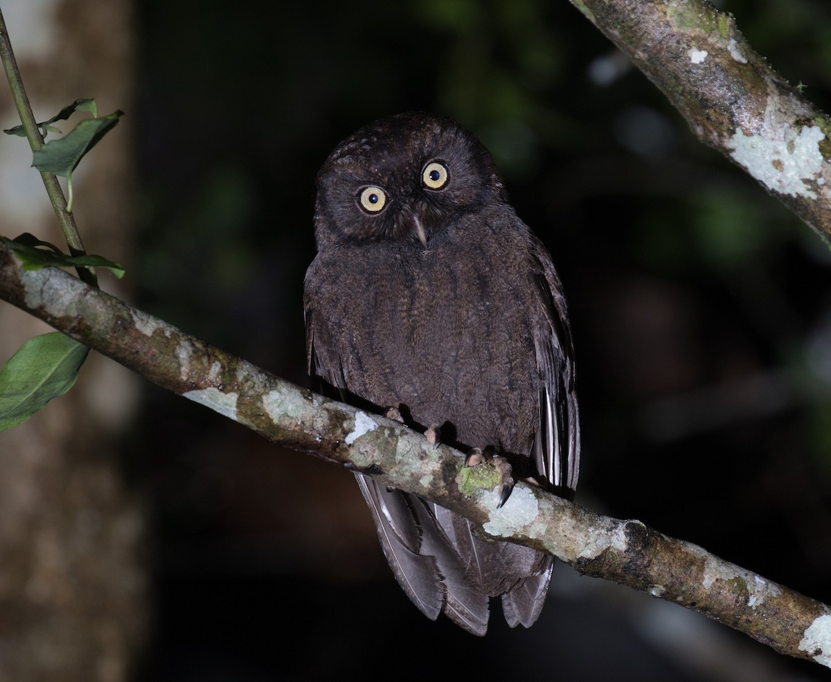 Anjouan Scops-Owl - Ross Gallardy