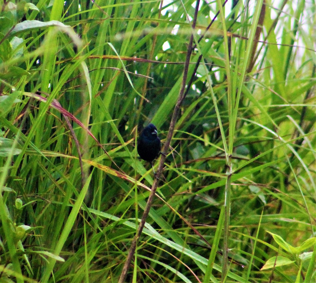 Blue-black Grassquit - ML147681141