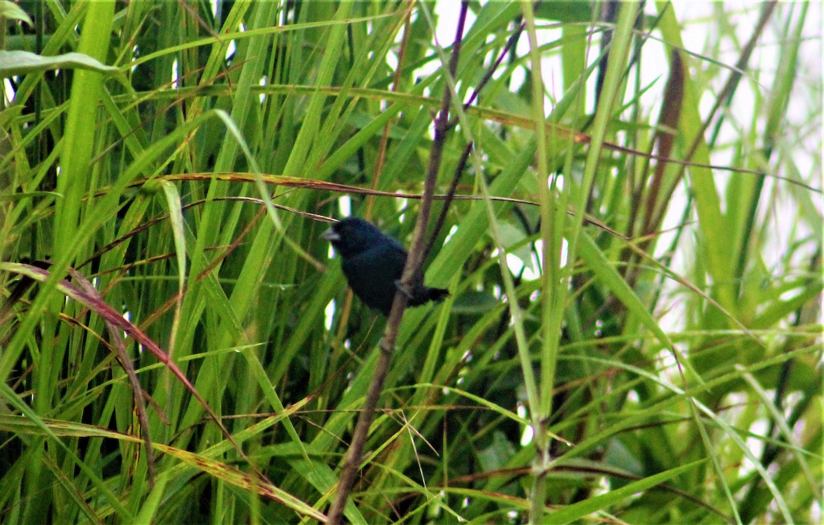 Blue-black Grassquit - RUBEN DELZO PONCE