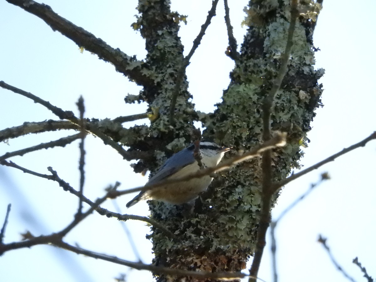 Red-breasted Nuthatch - ML147682181