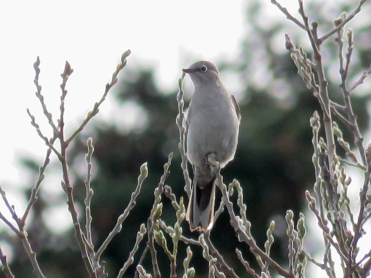 Townsend's Solitaire - Nick Swan