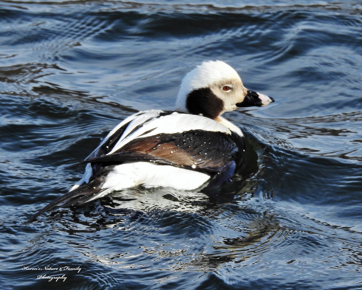 Long-tailed Duck - Karen VanDyk