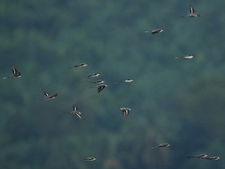 鳥群 - Ayuwat Jearwattanakanok - ML147688771