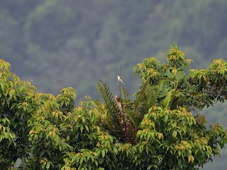 นกเต็มวัย - Lee-Lien WANG - ML147688821
