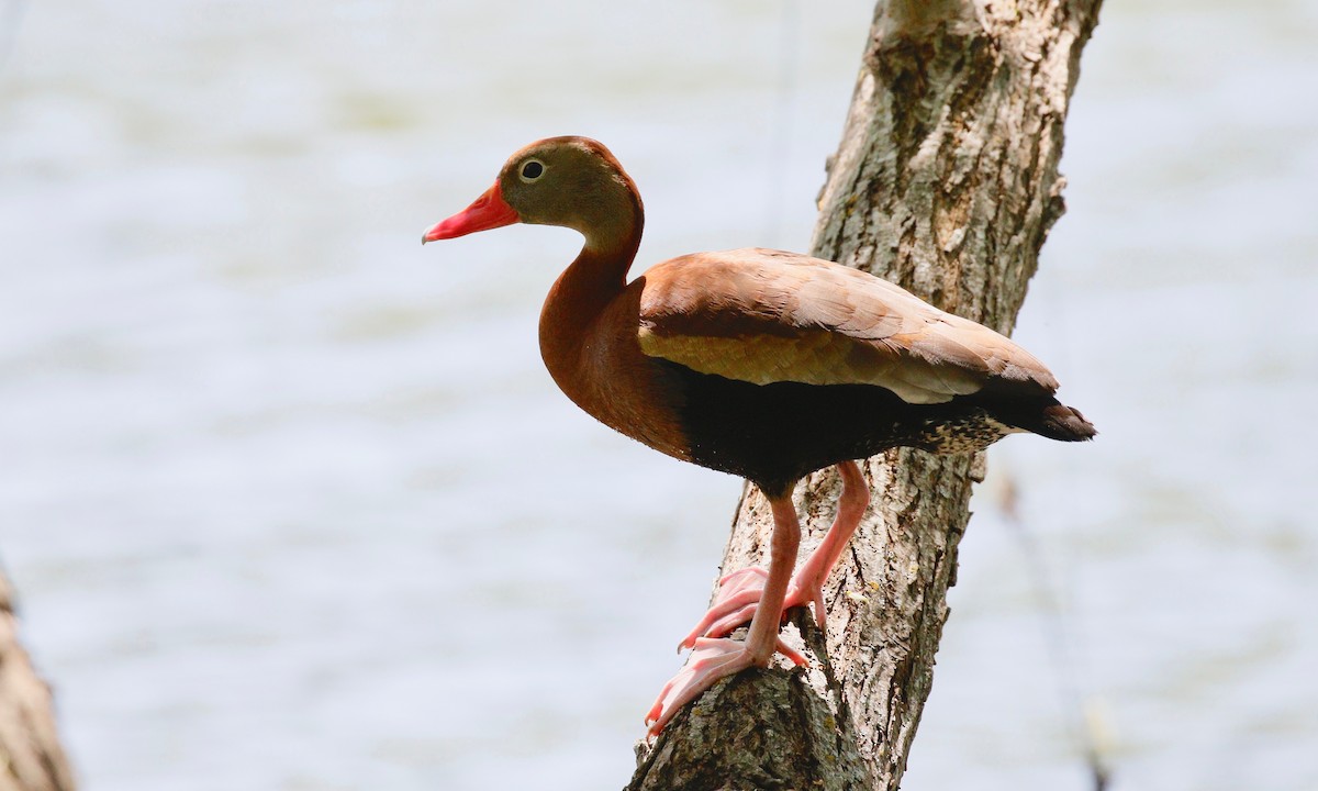 Black-bellied Whistling-Duck - Aaron Boone