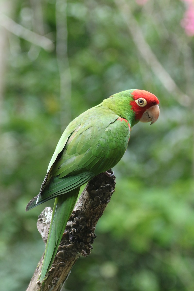 Red-masked Parakeet - Gil Ewing