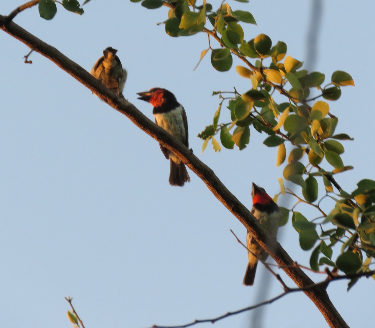 Black-collared Barbet - Becky Turley