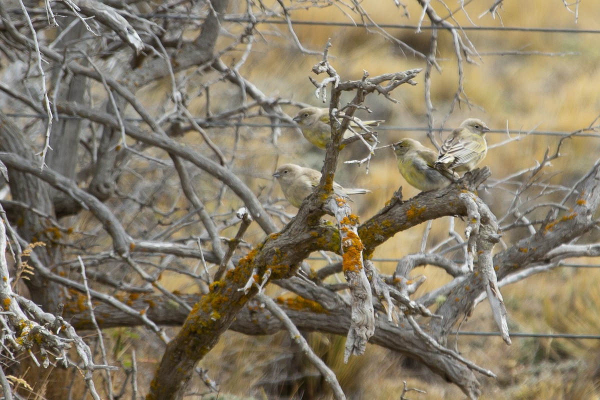 Patagonian Yellow-Finch - ML147695611