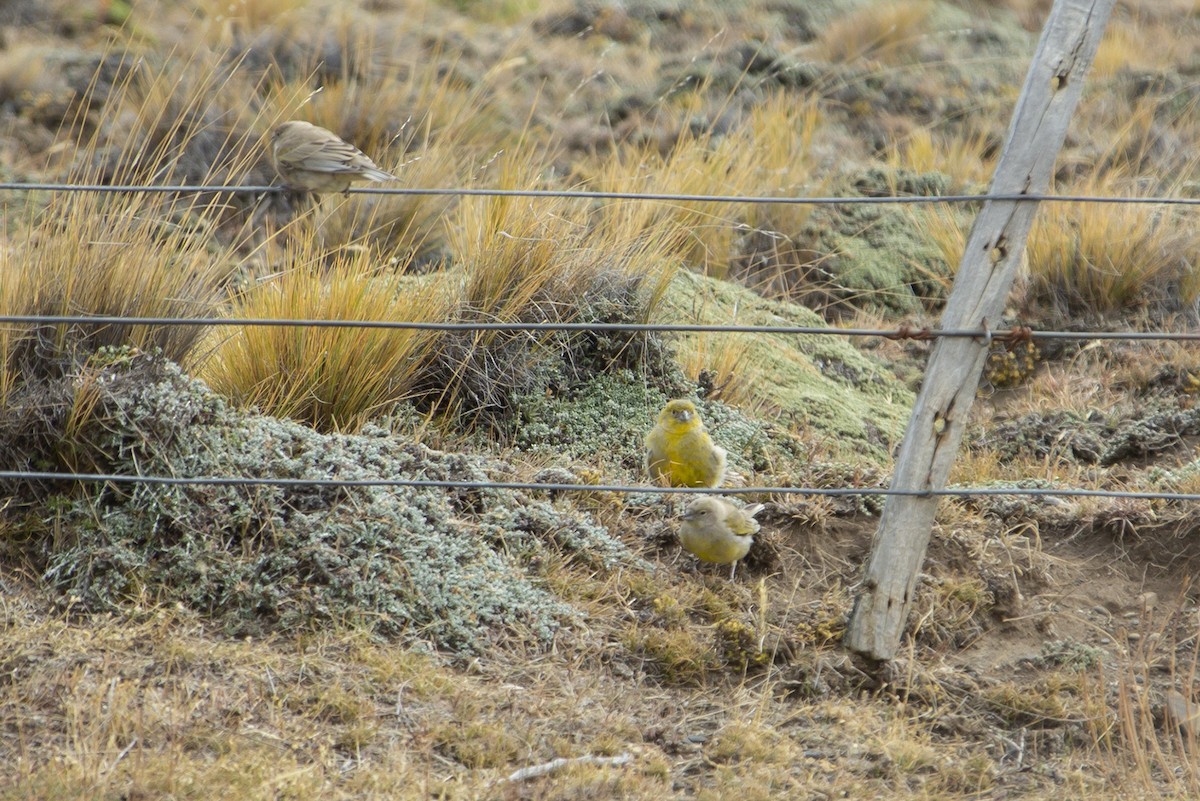 Patagonian Yellow-Finch - ML147695621