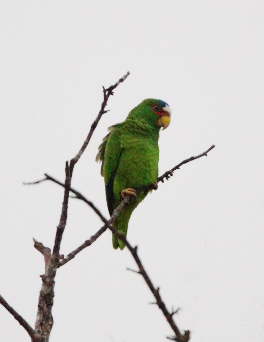 White-fronted Parrot - Gina Sheridan