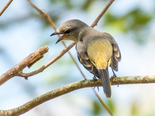 นกเพศเมียเต็มวัย - Sakkarin Sansuk - ML147699291