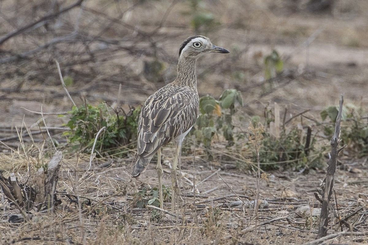 Double-striped Thick-knee - ML147701491