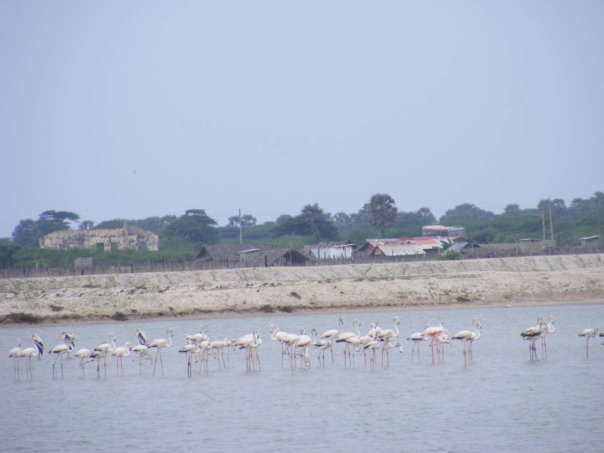 Greater Flamingo - ML147701511