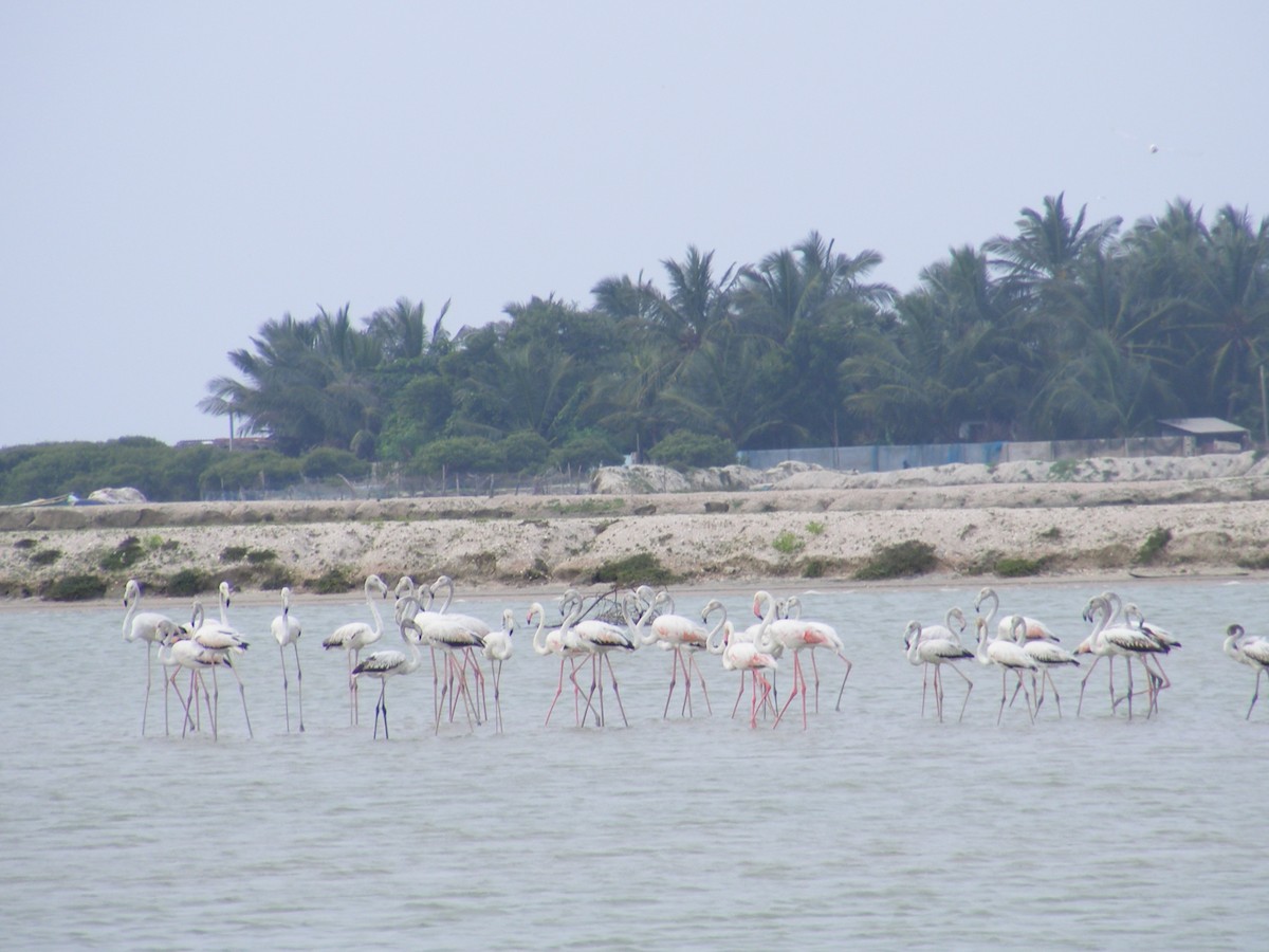 Greater Flamingo - ML147701521