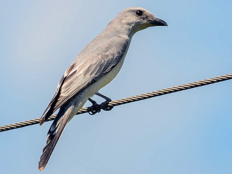 Large Cuckooshrike - Nikolaj Mølgaard Thomsen