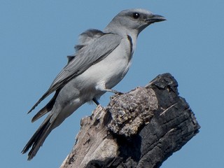  - Large Cuckooshrike