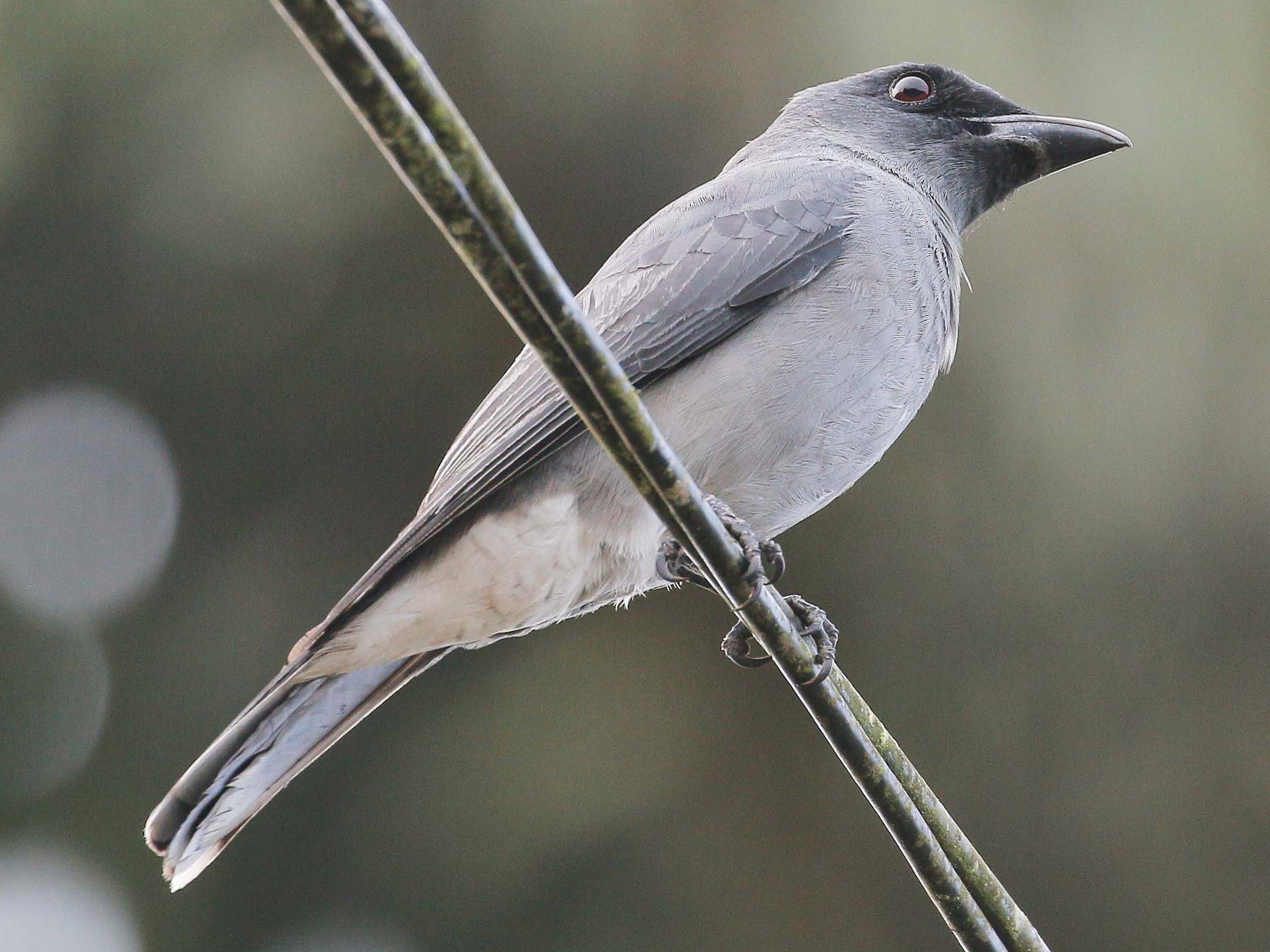 Large Cuckooshrike - Neoh Hor Kee